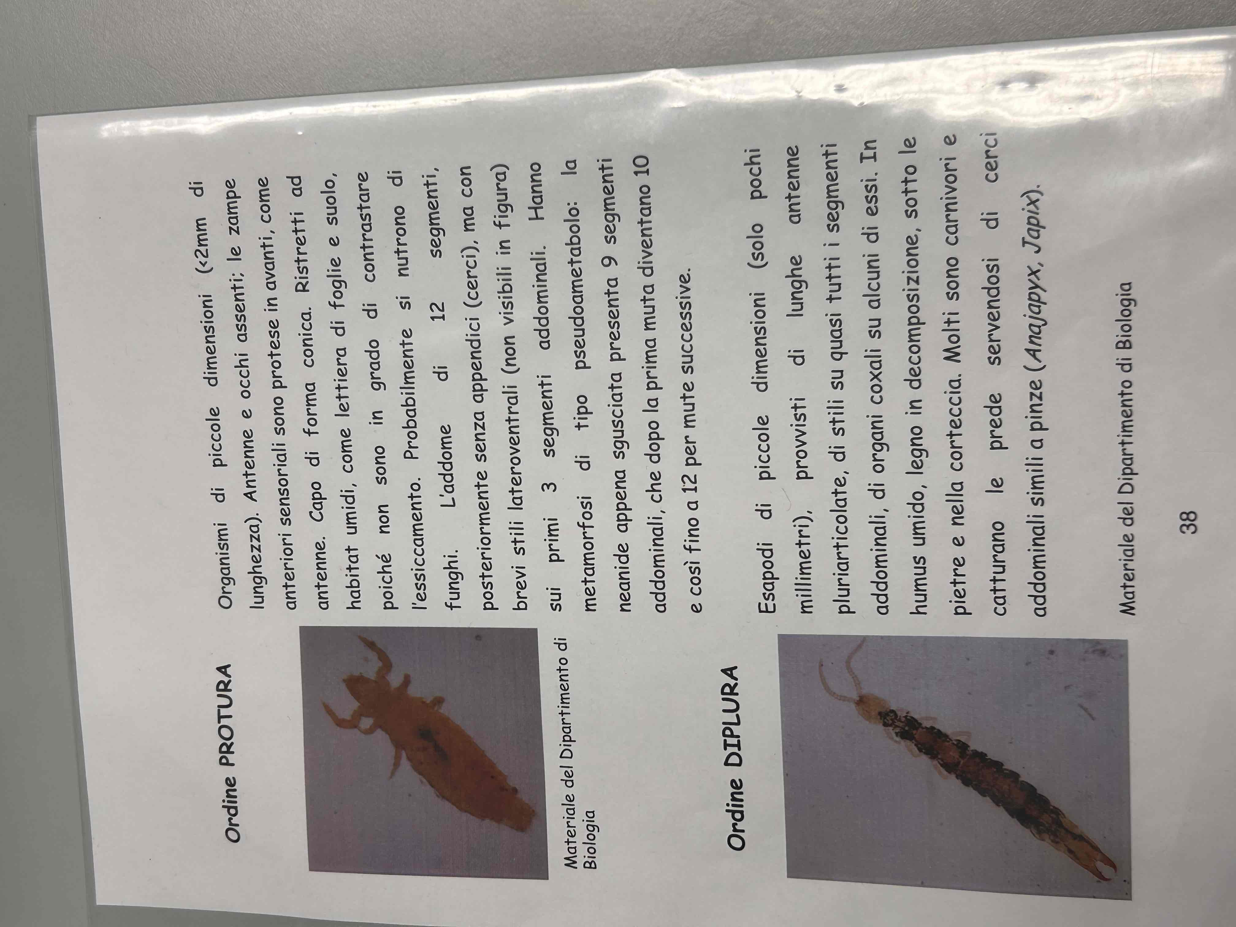 <p>Artropodi</p><p>Esapodi</p><p>Entognati</p><p>Proturo</p>