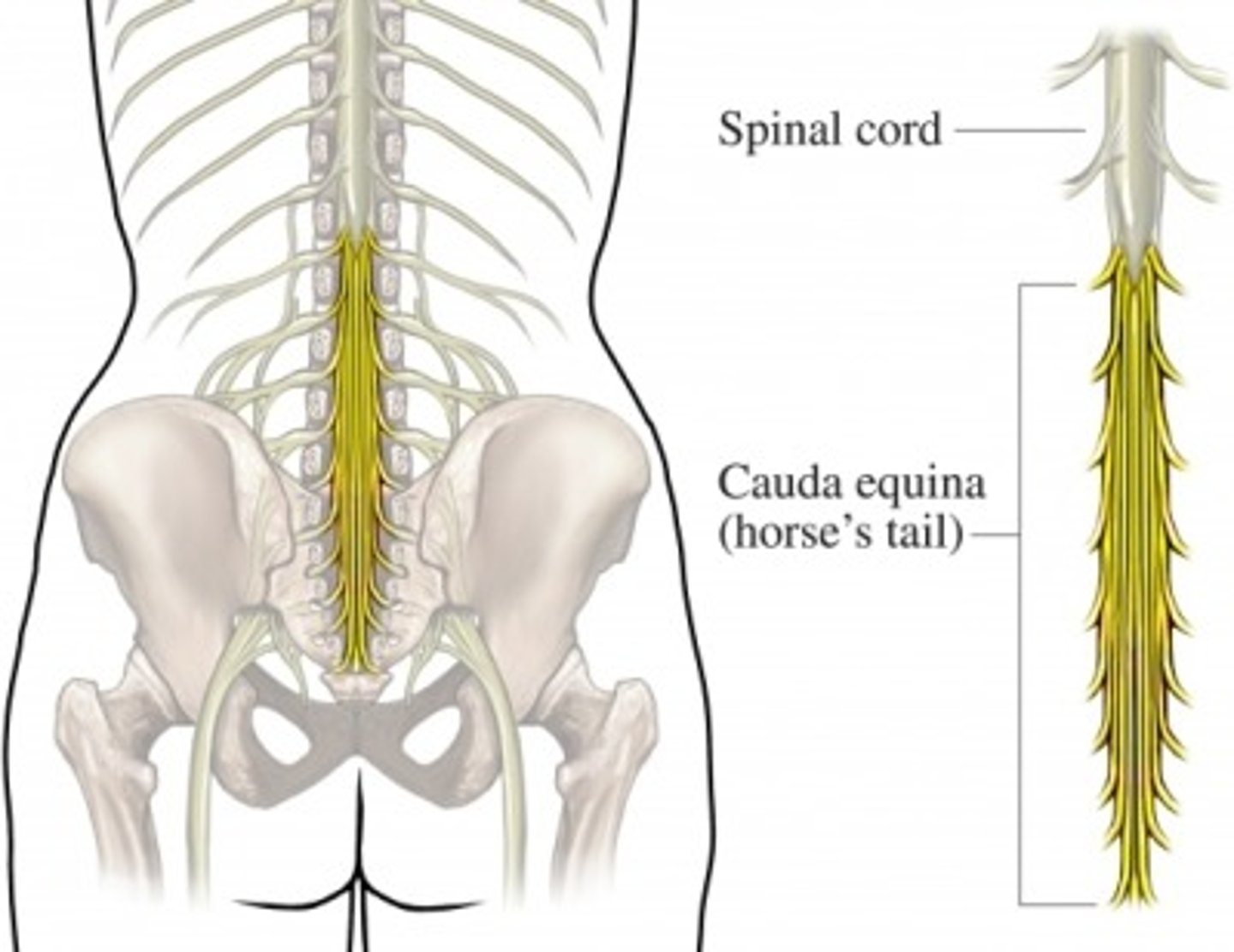 <p>collection of spinal nerves below the end of the spinal cord</p>