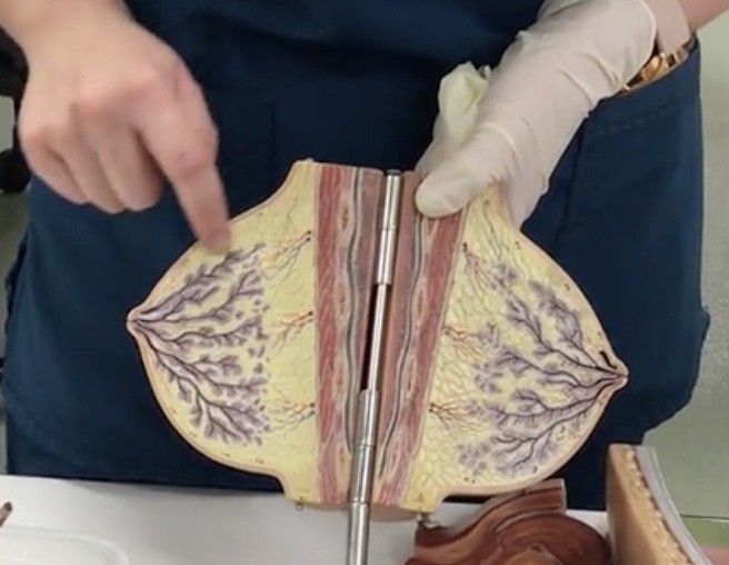 <p>Description: Milk producing gland</p><p>Relationship: N/A</p>