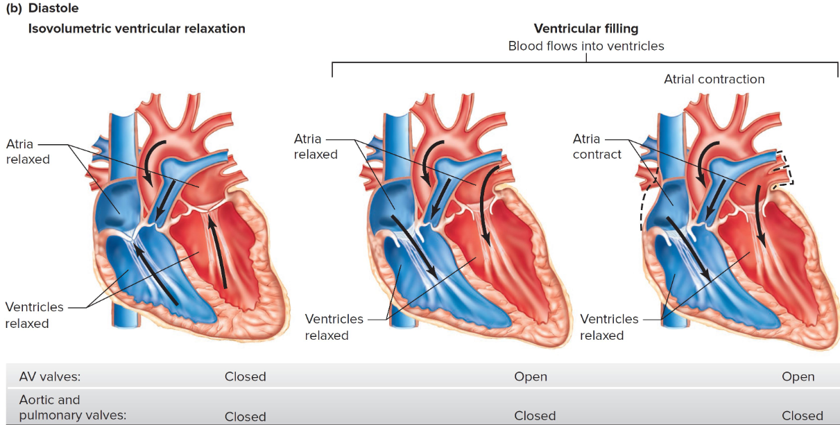 <p>During cardiac systole, which is the contraction phase of the heart's cardiac cycle:</p><ol><li><p class=""><strong>Atrial Contraction:</strong> The atria contract first, pushing blood into the ventricles.</p></li><li><p class=""><strong>Ventricular Contraction:</strong> The ventricles contract next, increasing pressure within them.</p></li><li><p class=""><strong>Closure of Atrioventricular Valves:</strong> As ventricular pressure rises, the atrioventricular valves (tricuspid and mitral valves) close to prevent blood from flowing back into the atria.</p></li><li><p class=""><strong>Opening of Semilunar Valves:</strong> Once ventricular pressure exceeds the pressure in the arteries (aorta and pulmonary artery), the semilunar valves (aortic and pulmonary valves) open, allowing blood to be ejected into the pulmonary circulation (from the right ventricle) or systemic circulation (from the left ventricle).</p></li></ol><p class="">This process ensures efficient pumping of blood from the heart into the circulation, providing oxygen and nutrients to the body's tissues.</p>