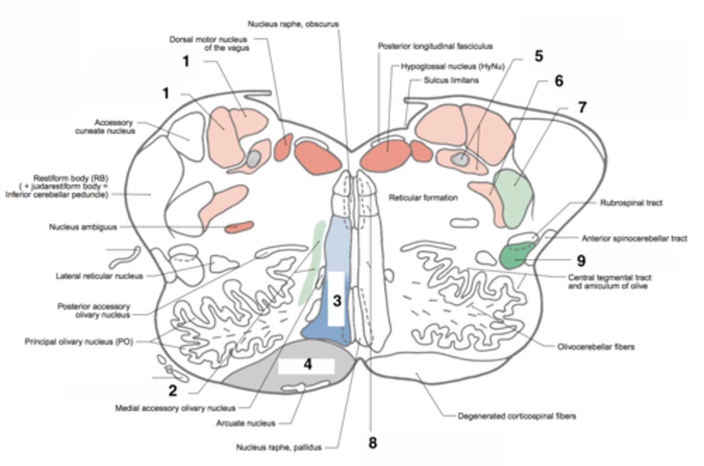 <p>Sends signals to the cerebellum to report the position of your head</p>