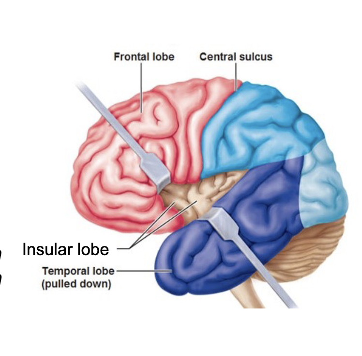 <p><span style="color: rgb(0, 0, 0);"><span>Deep within the lateral sulcus of the<br>brain in a part of the brain called the Operculum which overlaps with temporal, parietal and frontal lobes<br>• It is an integration hub that connects cortical and subcortical brain regions<br>• Functions: perception, motor speech planning, taste perception, perception of self, processing of emotion, development of compassion or empathy</span></span></p>