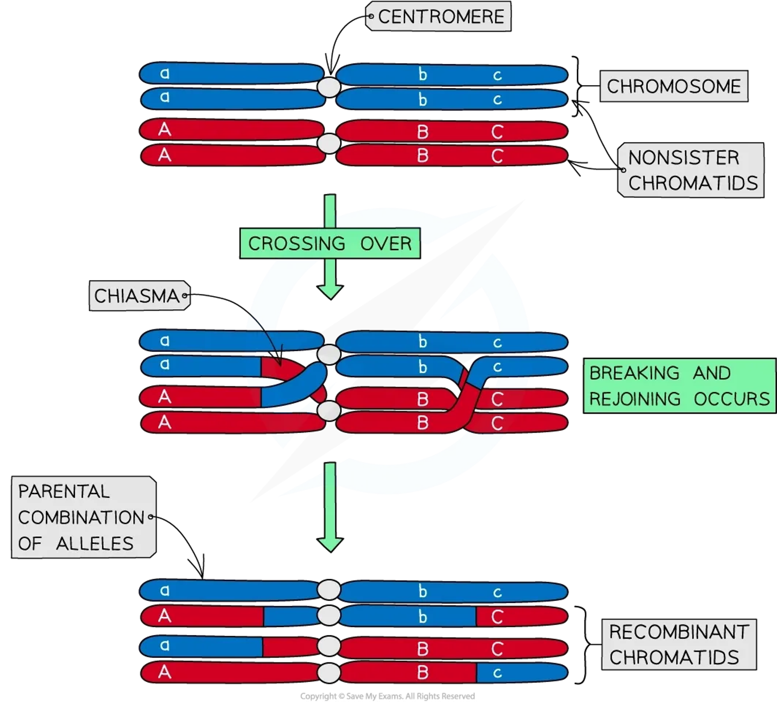 <p><span>•4.The resultant chromatids now consist mainly of the DNA from the original chromatid but also partly that of the other chromatid. This results in <u>new combinations of alleles</u>.</span></p><p><span>•5.This means that a chromatid that has undergone crossing over <u>has a unique DNA sequence</u> that originates from the combined DNA of the <u>maternal and paternal homologous chromosomes</u>.</span></p>