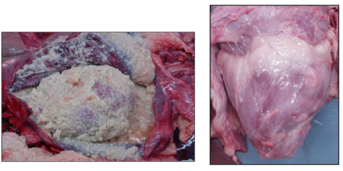 <ol><li><p><strong>Compulsory inspection for this organ in a pig</strong></p></li><li><p><strong>Potential diagnosis</strong></p></li><li><p><strong>Judgement-</strong> pericarditis- local rejection- category 2</p></li></ol><p></p>