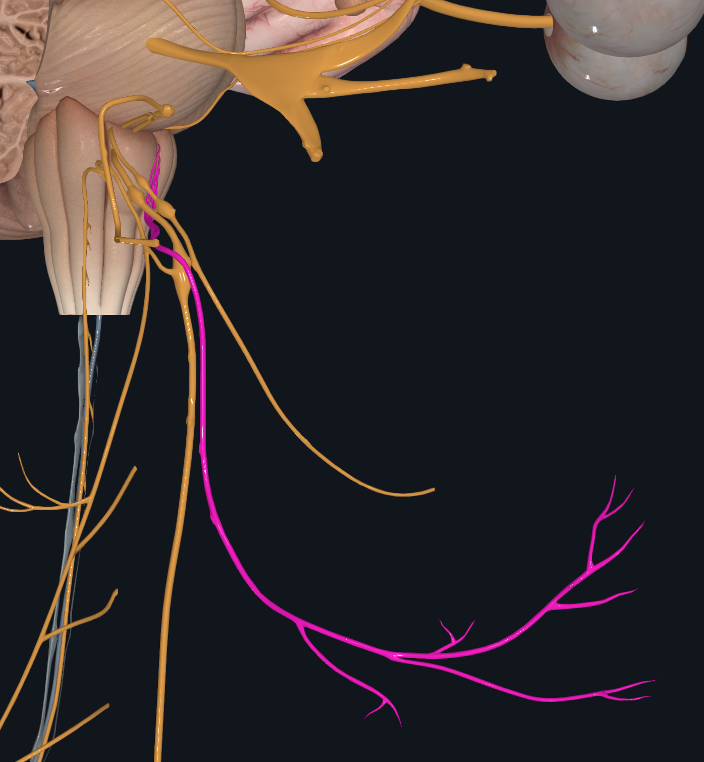 <p>Tongue Movement</p>