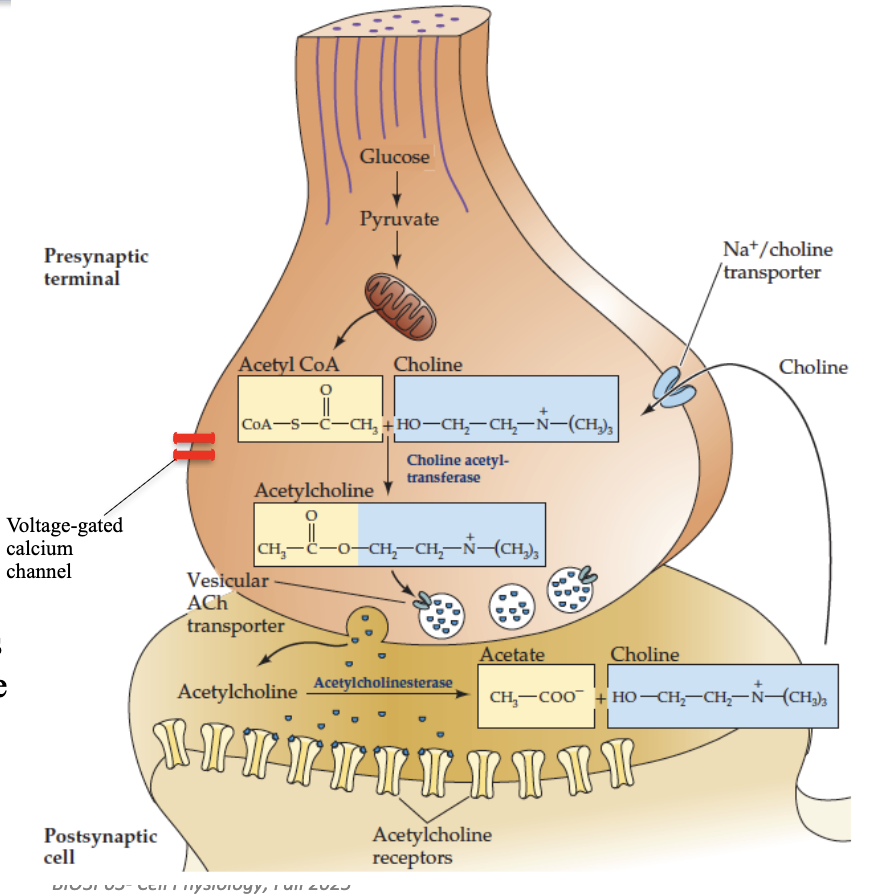 <p><strong>Presynaptic terminal</strong> contains vesicles storing <strong>neurotransmitter (ACh)</strong></p><ul><li><p><strong>Action potential</strong> arrives → vesicles release ACh into synaptic cleft</p></li><li><p><strong>Postsynaptic receptors</strong> bind ACh → <strong>ion channels open</strong> → change in <strong>membrane permeability</strong> → depolarization</p></li><li><p><strong>Acetylcholinesterase</strong> breaks down ACh → prevents sustained signal</p></li></ul><p></p>