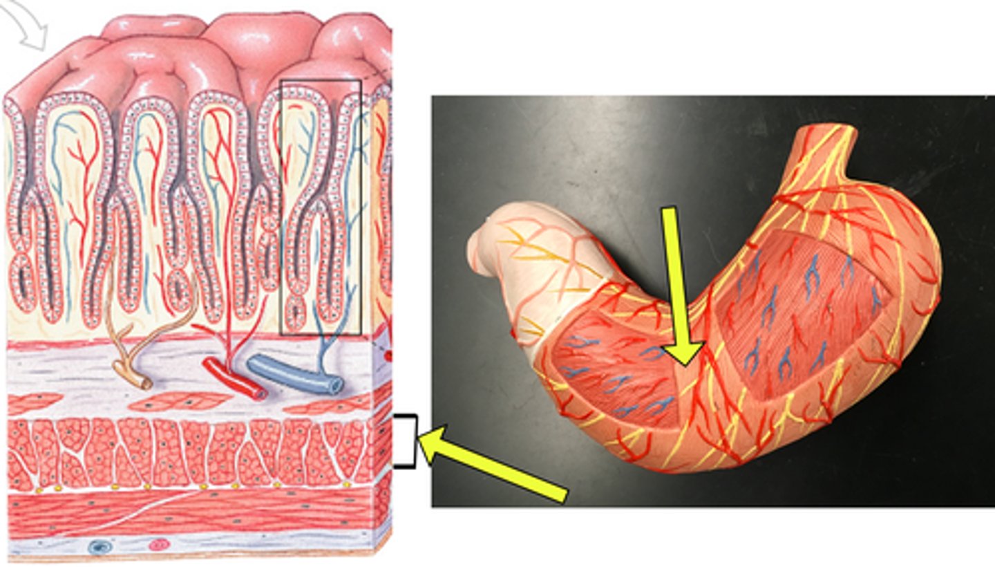 knowt flashcard image