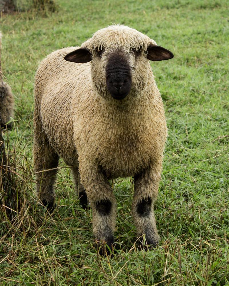 desirable carcass characteristics, brown/black markings on ears, face, legs, and are terminal sires 