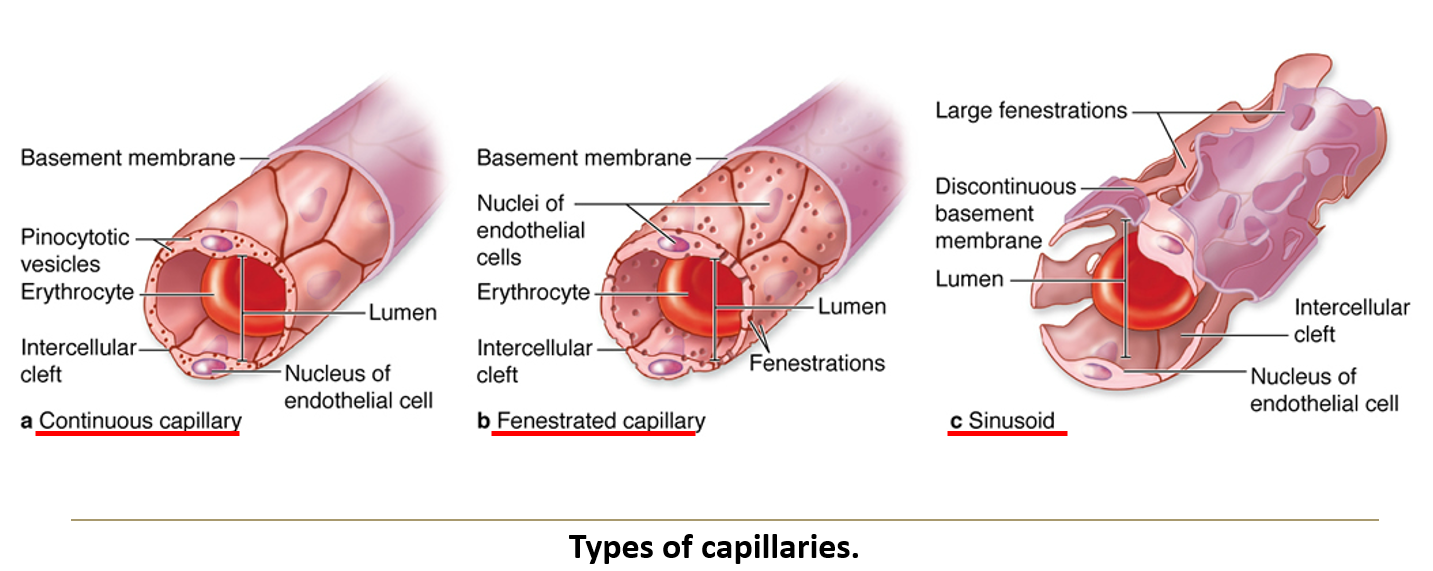 <ol><li><p><strong>Continuous capillaries</strong> – <strong>No pores</strong>, forming a complete endothelial lining. <strong>Most common</strong> type.</p></li><li><p><strong>Fenestrated capillaries</strong> – <strong>Have small pores</strong>, allowing increased permeability. Found in <strong>GI tract, endocrine glands, kidneys, and choroid plexus</strong>.</p></li><li><p><strong>Sinusoids</strong> – <strong>Large, irregular channels</strong> with a <strong>fenestrated basal lamina</strong>. Found in <strong>liver, spleen, bone marrow, and some endocrine glands</strong>.</p></li></ol><p></p>