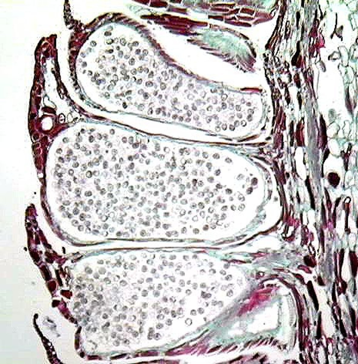 <p>modified leaves that bear sporangia for spore production; sori and strobili</p>