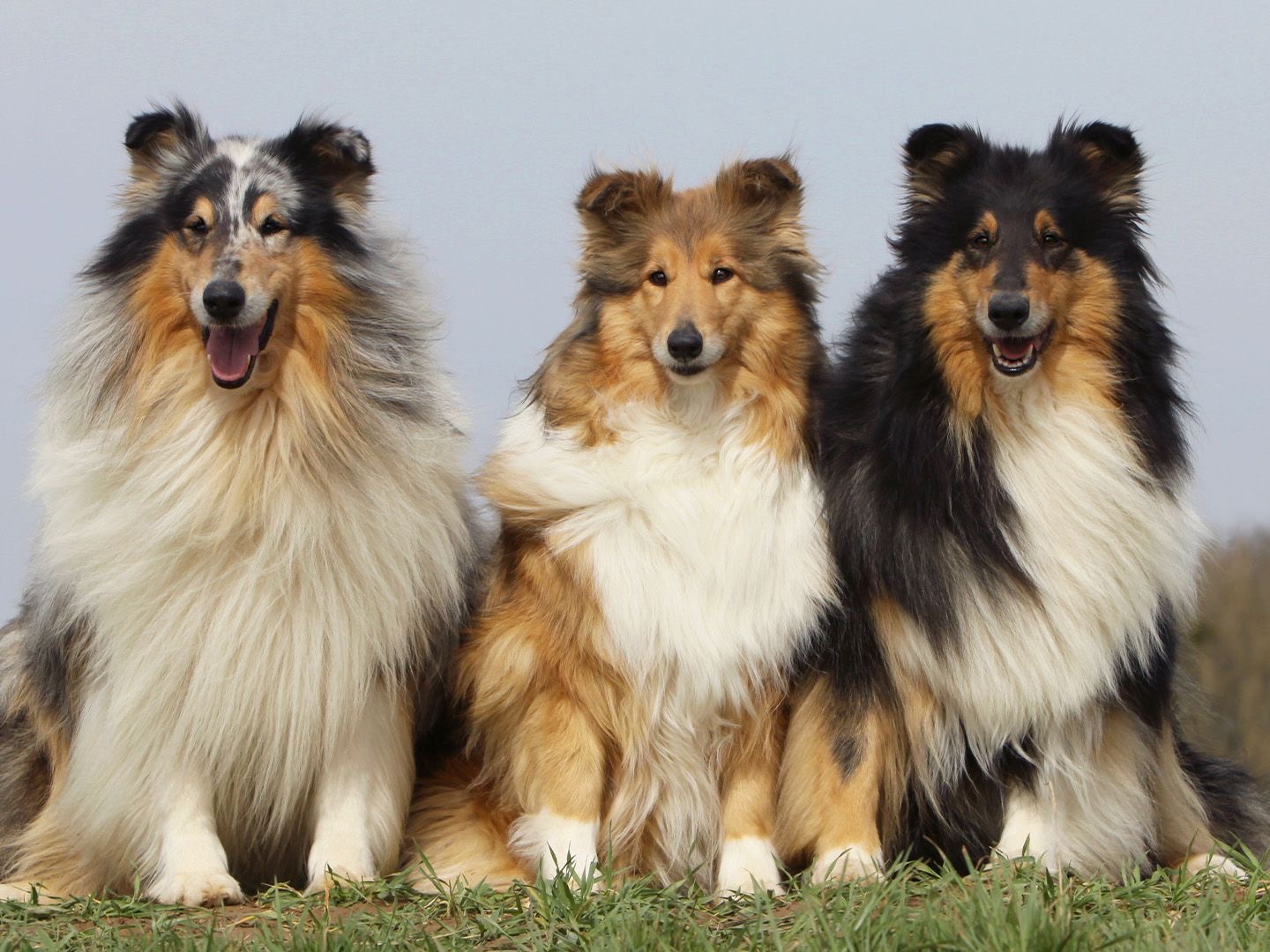 <p>(herding group)</p>