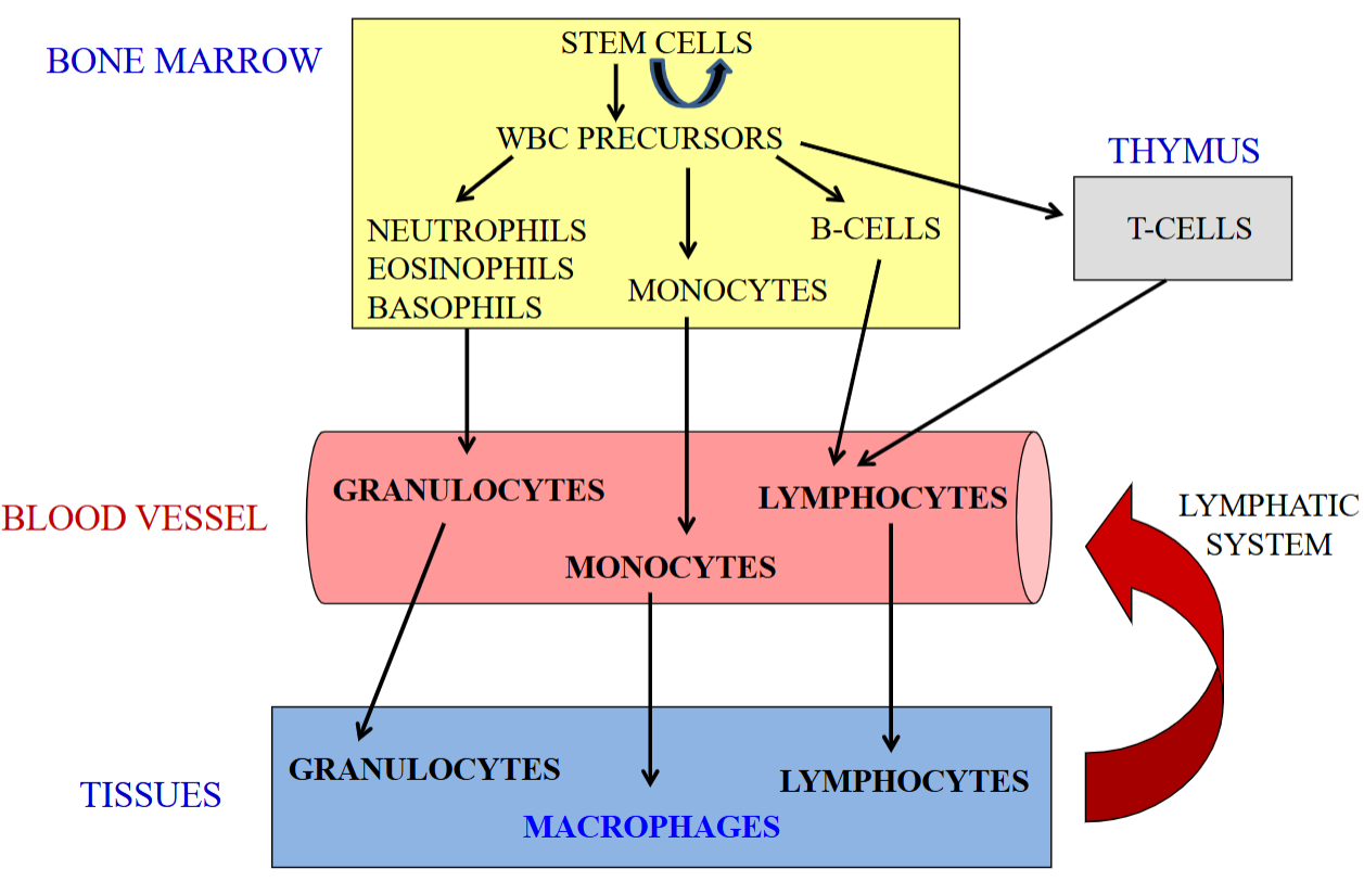 <ul><li><p>Begins in the bone marrow. Under the influence of specific cytokines and growth factors, stem cells can be converted to granulocytes, monocytes, and lymphocytes.</p></li><li><p>Neutrophils, eosinophils, and basophils into the blood vessel (now granulocytes) goes into the tissues.</p></li><li><p>Monocytes go into the blood vessels but become macrophages once in the tissue.</p></li><li><p>B-Cell and T-Cell development starts in the bone marrow; T-Cells finish developing in the thymus before returning to circulation.</p></li><li><p>Granulocytes and macrophages can exert their functions on peripheral tissues and die.</p></li><li><p>However, lymphocytes can go back into circulation via lymphatic circulation.</p></li></ul><p></p>