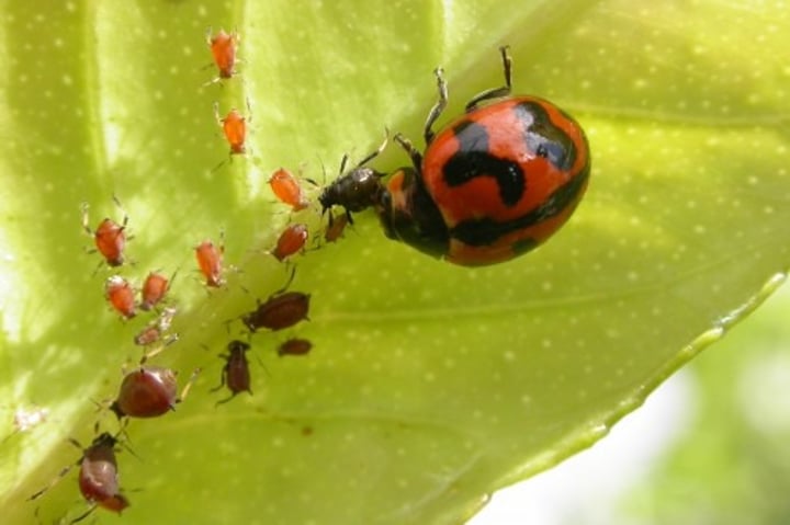 <p>use of an organism to control another organism, usually insects. Goats can be used to eat kudzu, ladybugs can be released to eat aphids, beetles can be released to eat the wooley adelgid that is killing native hemlock trees.</p>