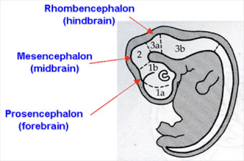 <p>Called the <strong>primary vesicles:</strong></p><ul><li><p><strong>Prosencephalon </strong>(forebrain)</p></li><li><p><strong>Mesencephalon </strong>(midbrain) </p></li><li><p><strong>Rhombencephalon </strong>(hindbrain)</p></li></ul><p></p>