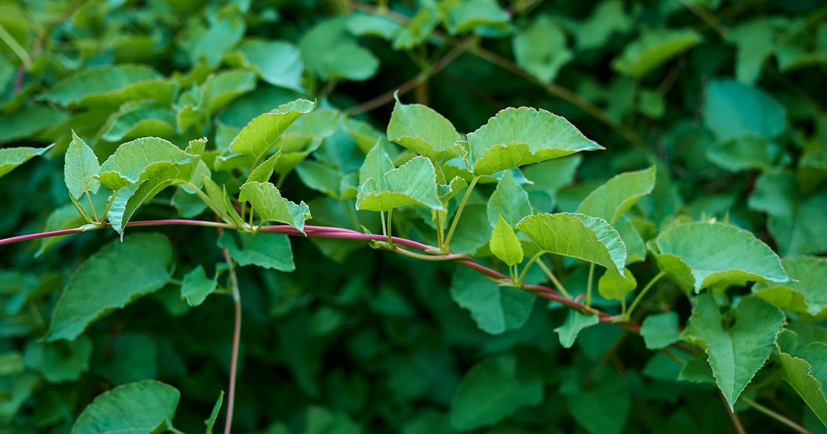 <p><span>蔓 (つる)</span></p>