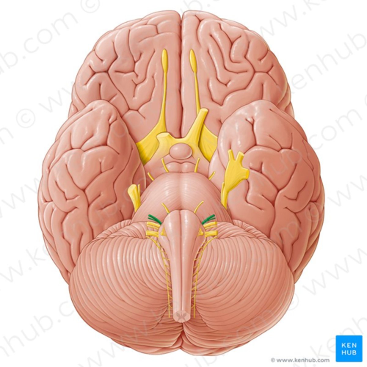 <p>Nervus facialis, näonärv</p><p>+ maitsmiskiud (maitsmisnärvi eraldi ei ole, maitsmiskiud on jaotunud VII, IX ja X närvi vahele)</p>