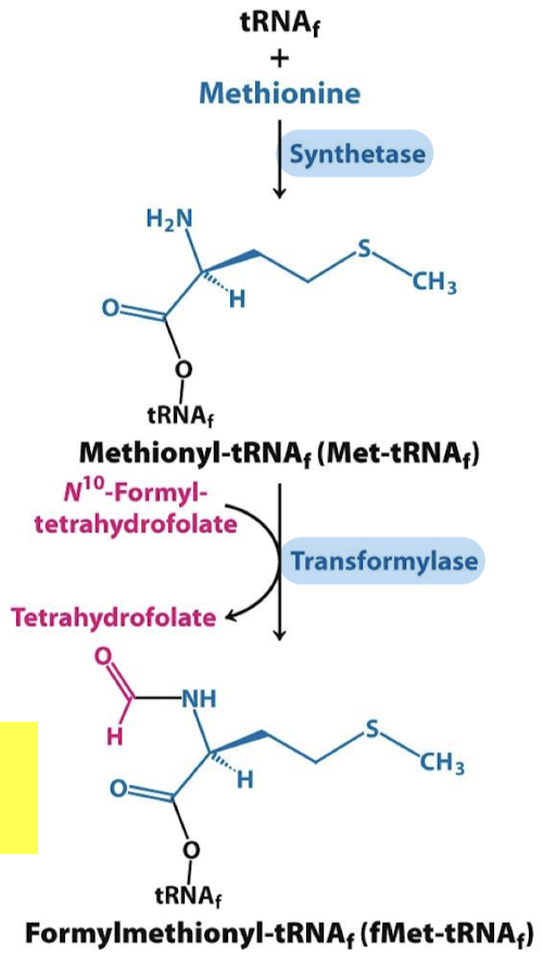 <p>No, but N<sup>10</sup>-formyl-tetrahydrofolate</p>