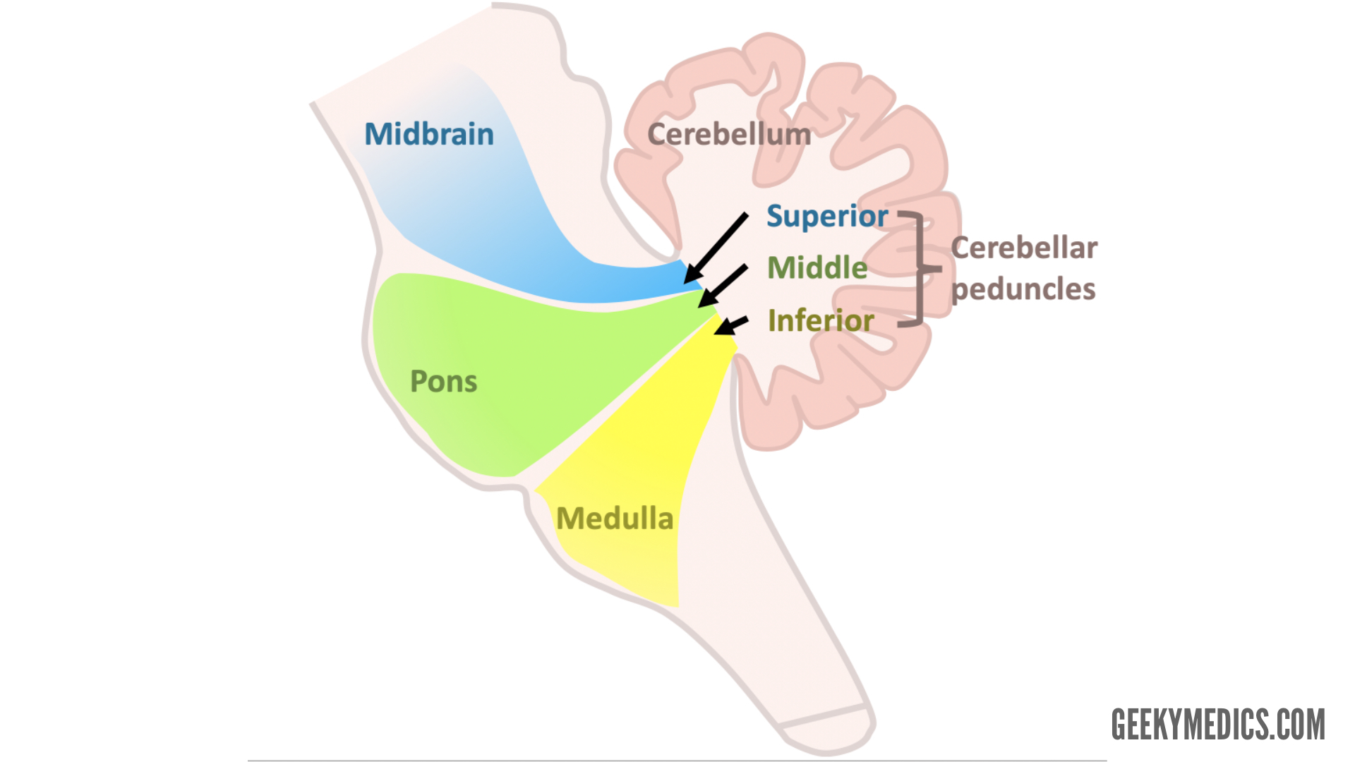 <p>Superior, middle, and inferior cerebellar peduncles.</p>