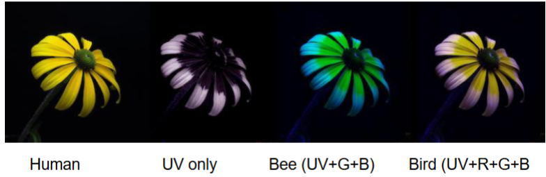 <p>Color vision</p><p></p>