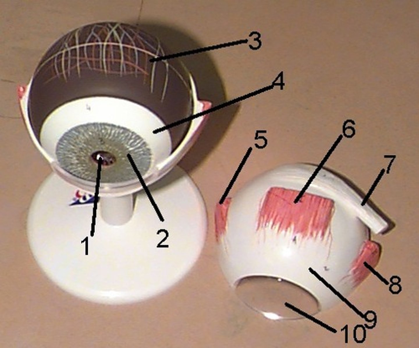 <p>7: partially wrapping around muscle on top of eye</p>