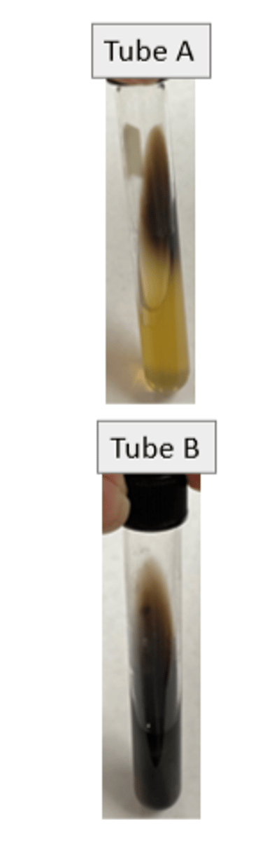 <p>bile salts</p>