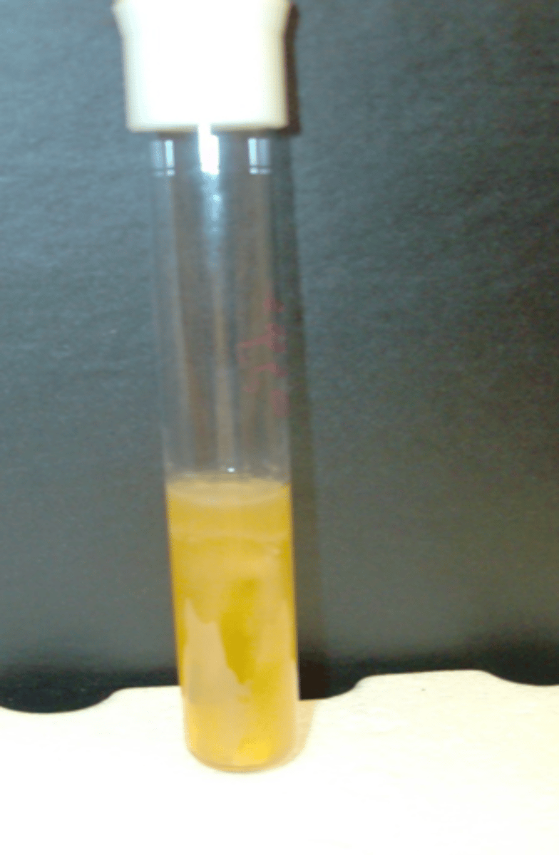 <p>Growth throughout whole tube, heavier, blue layer still present</p>