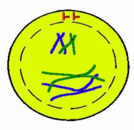 <p>Nuclear membrane and</p><p>nucleolus starts to</p><p><strong>disappear</strong>. Each chromosome is</p><p>composed of <strong>two</strong> sister</p><p>chromatids. <strong>Crossing over takes</strong></p><p><strong>place between two non-</strong></p><p><strong>sister chromatids</strong></p>