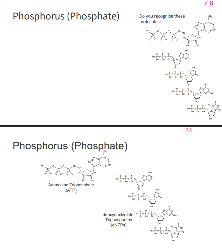 <p>- second most abundant inorganic element in our body (behind oxygen)</p><p>- role in chemicals which provide cellular energy (ATP, GTP)</p><p>- role in nucleic acids (dNTP -&gt; dNDP)</p><p>- GTP also has a signalling role</p>
