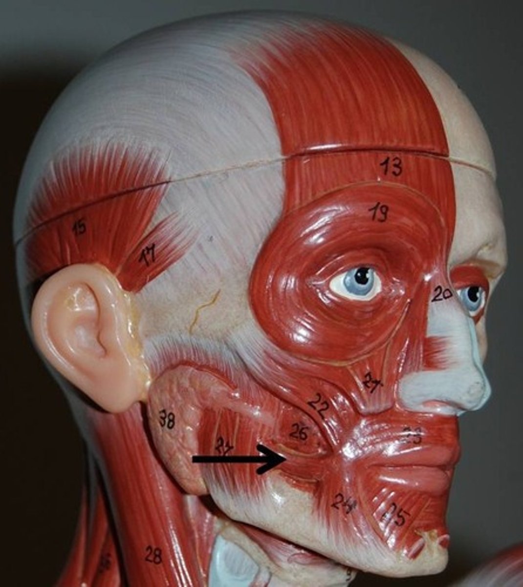 <p>a slender muscle on either side of the mouth that connects to the corners of the mouth</p><p>action: draws corner of the mouth laterally</p>