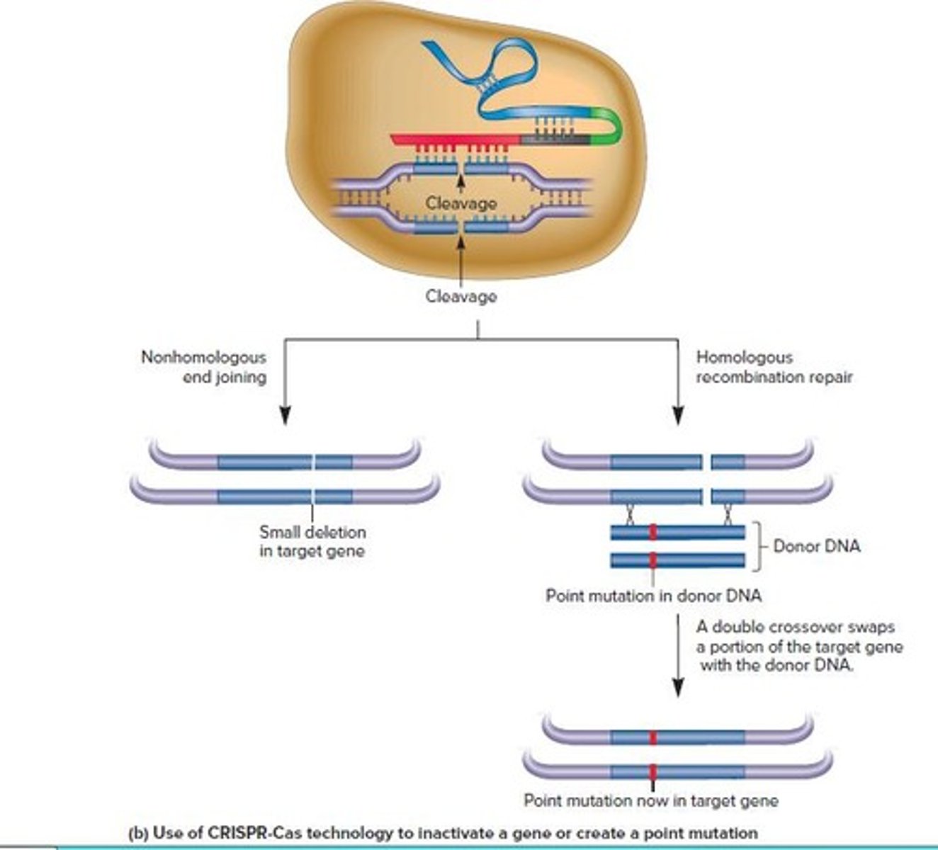 <p>A natural immunity mechanism in bacteria that can be used for gene editing.</p>