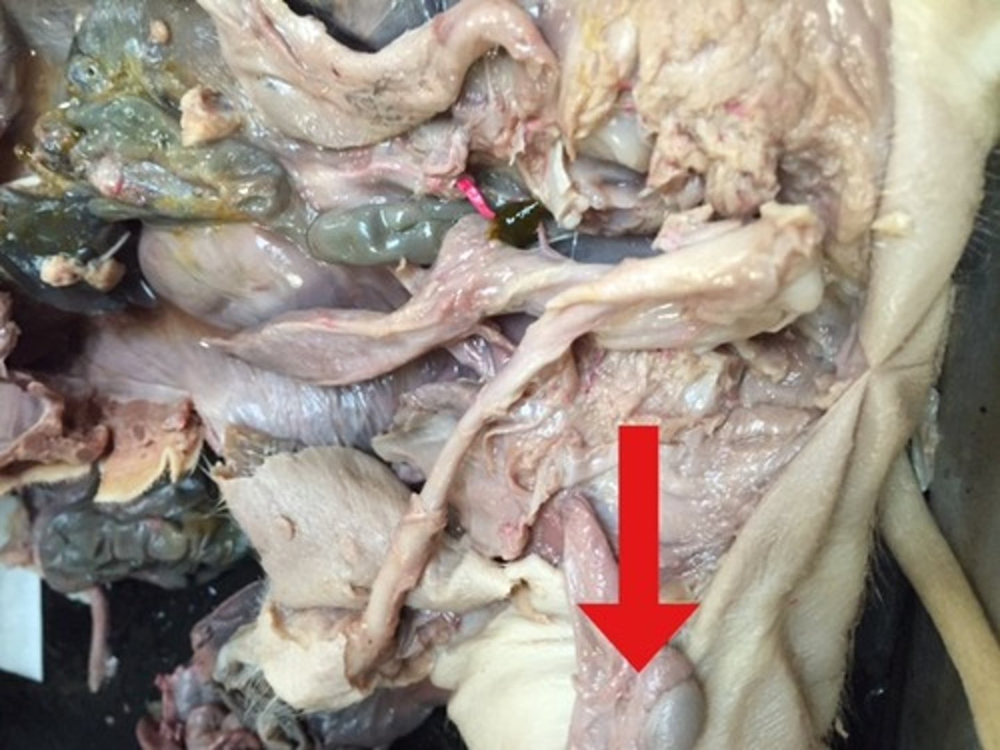 <p>What is the name of this structure? (On top of the testes)</p>