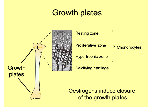 <ol><li><p>Resting zone→ stem cells</p></li><li><p>Proliferate and get bigger_ .Proliferative zone→ chondrocytes</p></li><li><p>Bigger→ Hypertrophic zone→ chondrocytes</p></li><li><p>Get Calcified→ Calcifying cartilage→ bone</p></li></ol><p><em>chonrocytes are cartilage cells</em></p><p>The thin layers of cartilage move away from eachother</p><p><strong>oeastrogen induce closure of teh growth plates</strong></p><p></p>