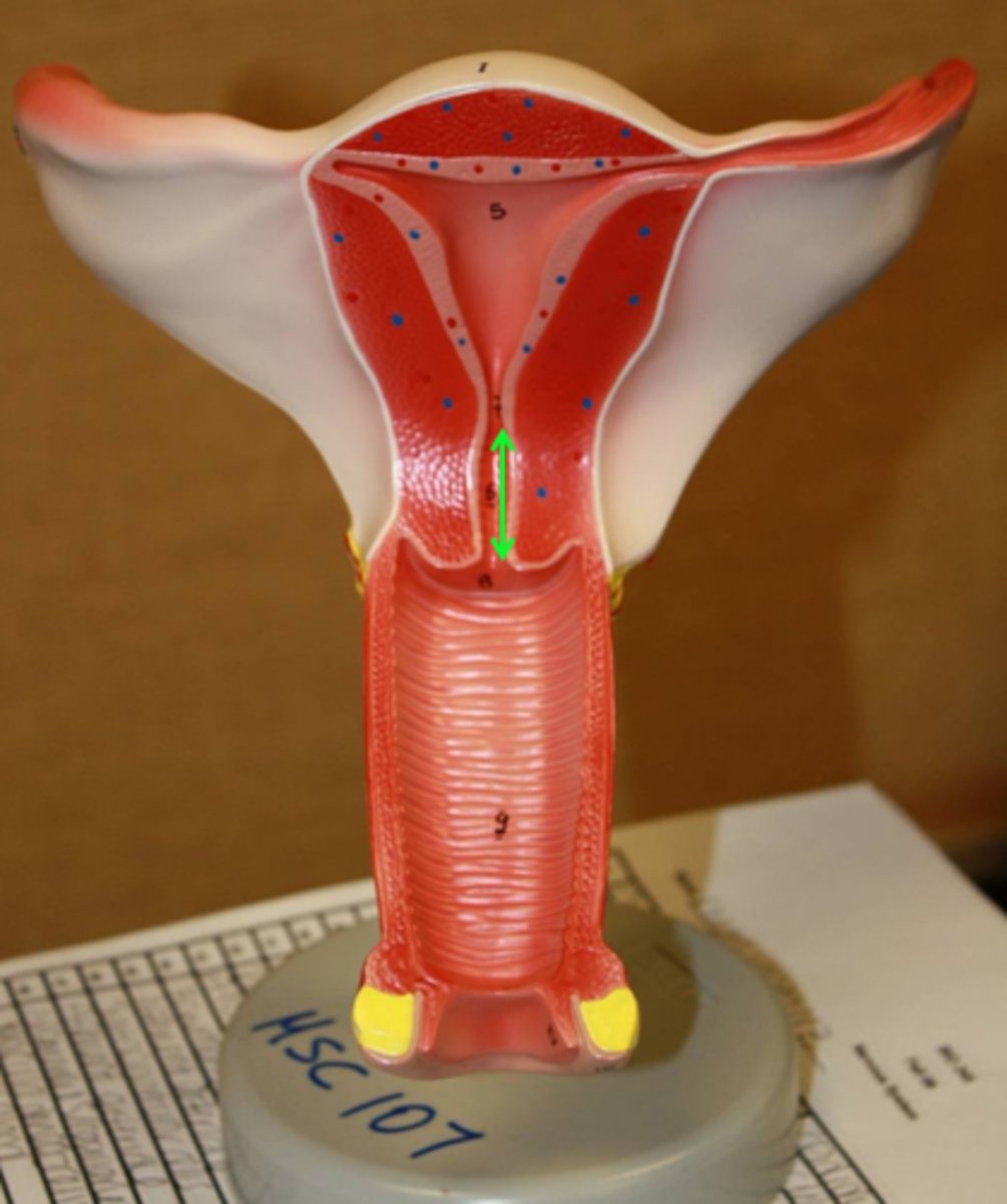 <p>secrete mucus that blocks sperm entry except during ovulation </p>