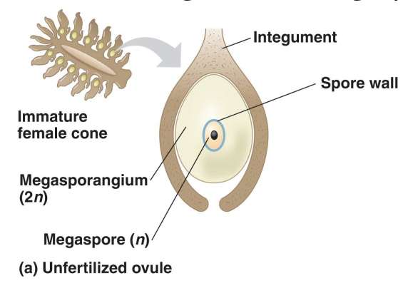 <ul><li><p>Ovule = integument + megasporangium + megaspore</p></li><li><p>Megaspore germinates <u>within</u> ovule, develops into tiny female gametophyte – produces egg which will eventually be fertilized</p></li></ul><p></p>