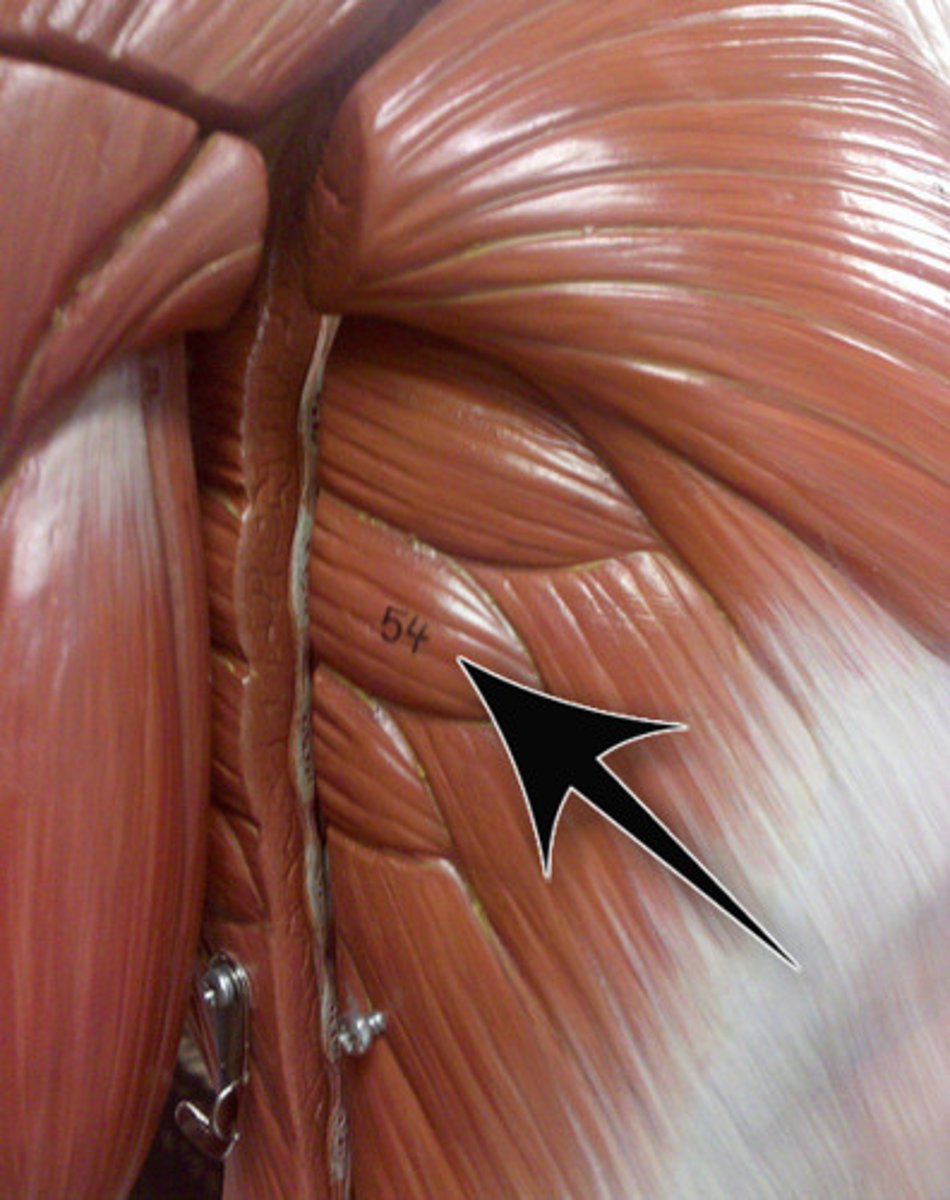 <p>rotates scapula laterally and upward</p>