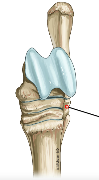 <p>Fourth distal tarsal; supports Mt4 and Mt5.</p>