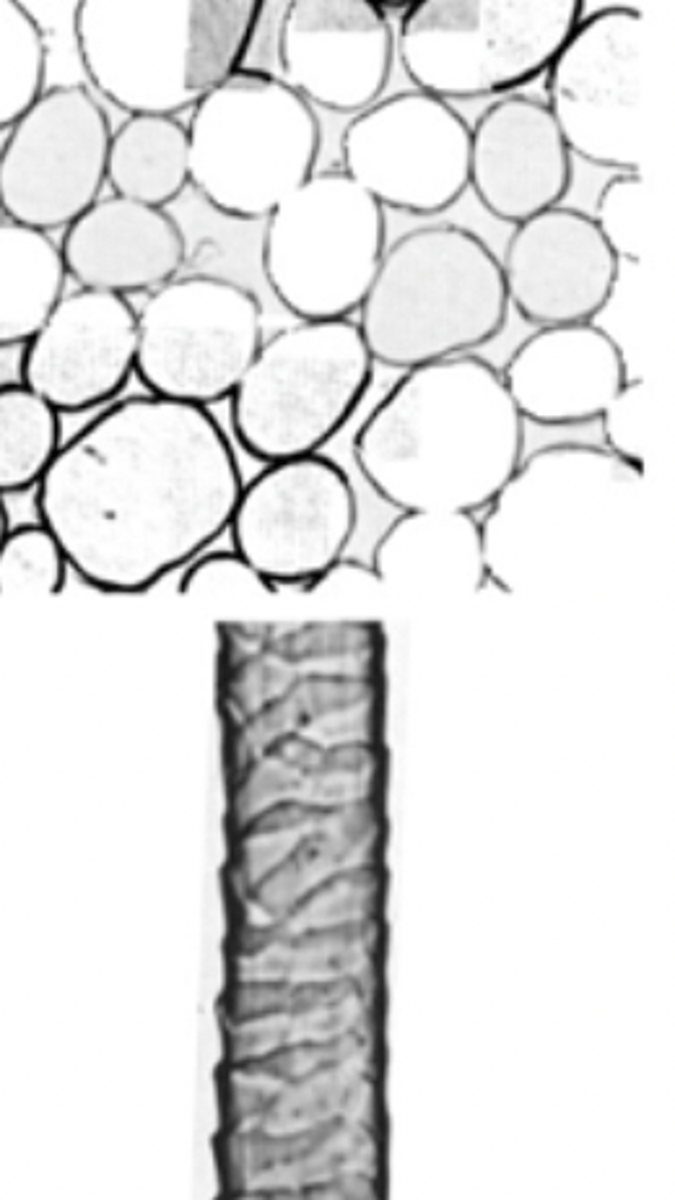 <p>What fiber is this?</p>