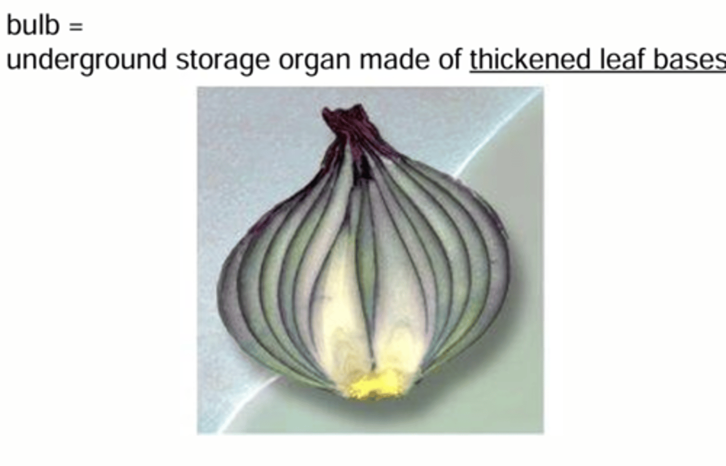 <p>An underground storage organ made of thickened leaf bases</p>