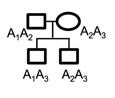 <p>A is a maternally imprinted gene. There are 3 known alleles for this gene, A1, A2 and A3. Consider this family pedigree. Which alleles will be expressed in the offspring?</p><p>In II-1, A1 will be expressed and in II-2, A2 will be expressed.</p><p>In II-1, A3 will be expressed and in II-2, A2 will be expressed.</p><p>It is not possible to determine, based on the information provided.</p><p>In II-1, A1 will be expressed and in II-2, A3 will be expressed.</p><p>In II-1, A3 will be expressed and in II-2, A3 will be expressed.</p>