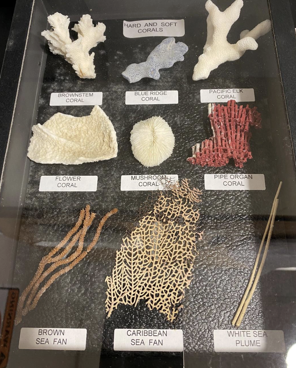 <p>What kingdom and Phylum is this </p>