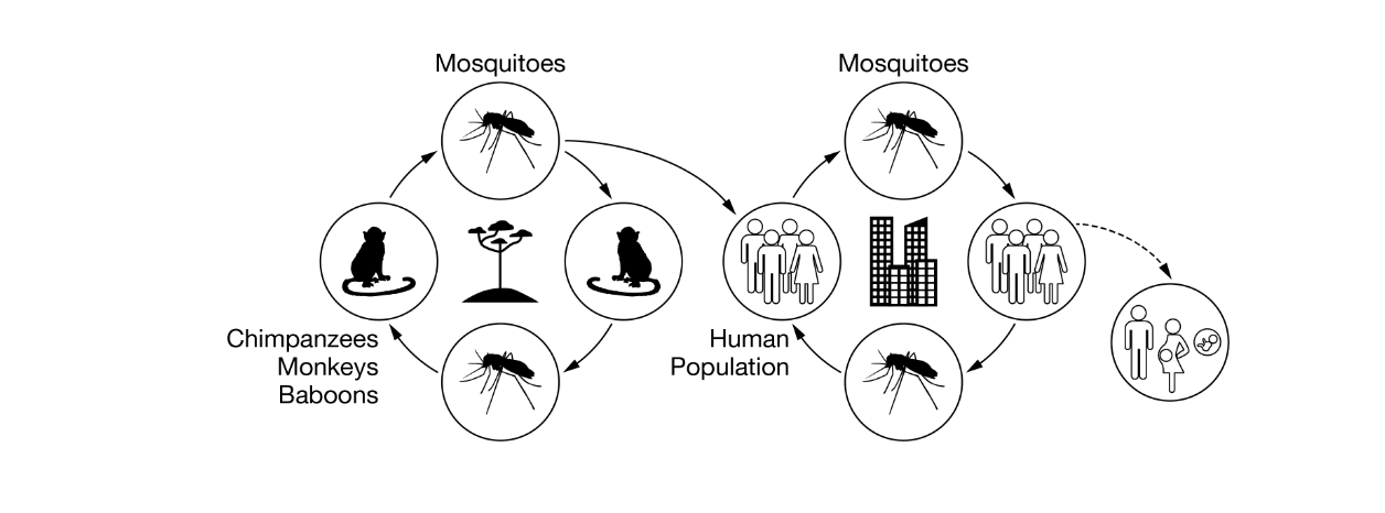 <p>Based on the diagram, which of the following is the vector that transmits the Zika virus to humans?</p>