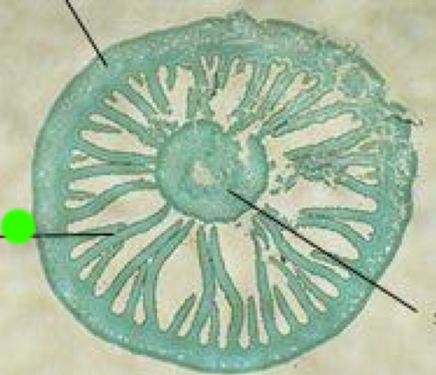 <p>Thin, parallel, blade-like structures found on the underside of the cap (pileus) of some mushrooms, bearing the reproductive structures (basidia) that produce and release spores.</p>