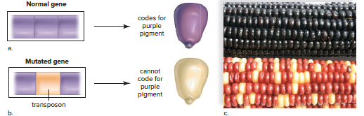 Transposons may cause gene mutations.