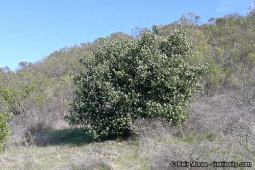 <ul><li><p>Rhus integriforlia</p></li><li><p>chaparral</p></li></ul>