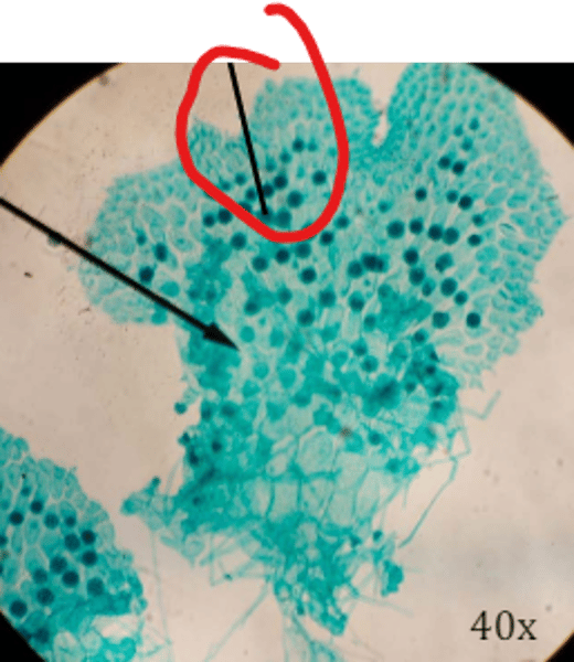 <p>identify with ploidy</p>