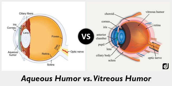 aqueous humor vs vitreous humor?