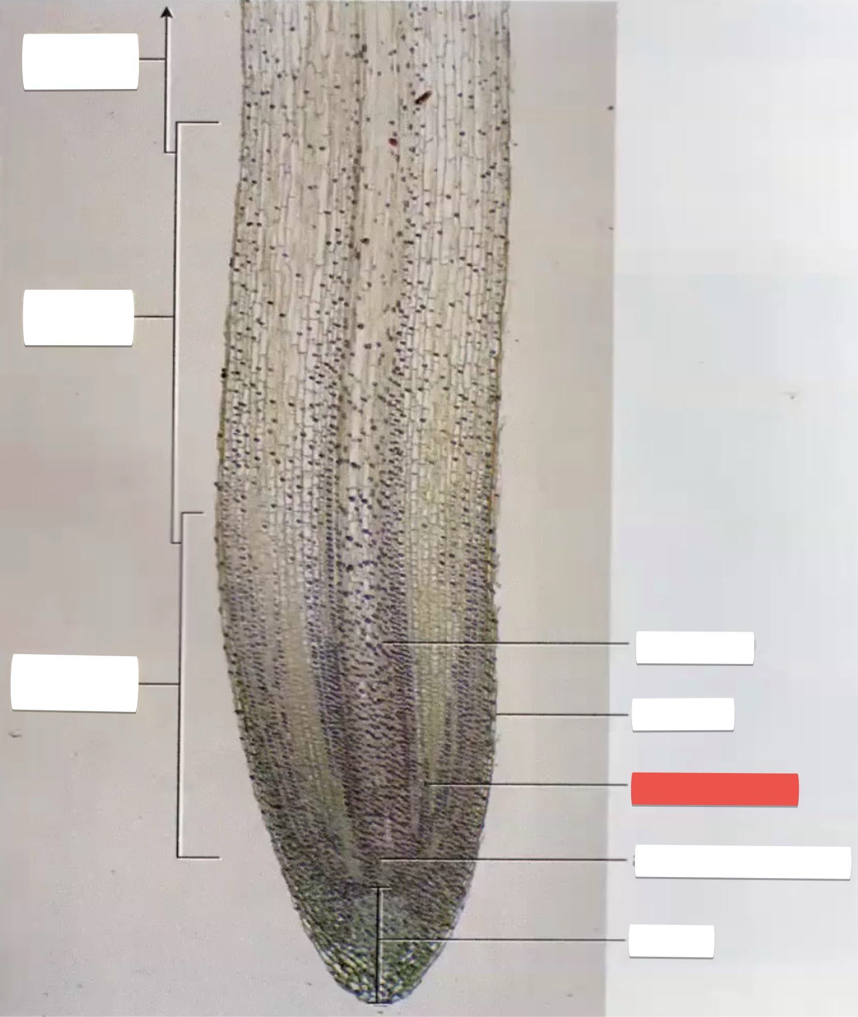 <p>identify the part in red</p>