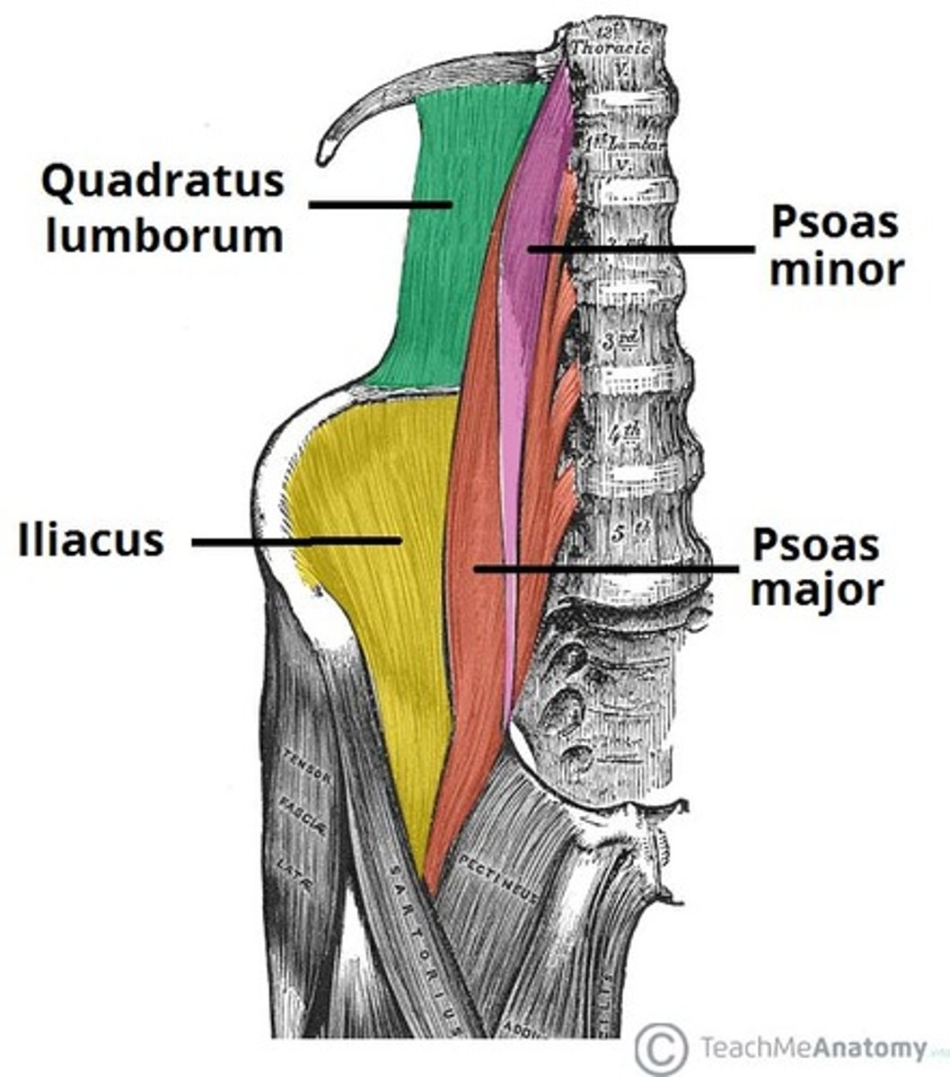 <p>- quadratus lumborum</p><p>- psoas major</p><p>- psoas minor</p><p>- iliacus</p><p>- diaphragm</p>
