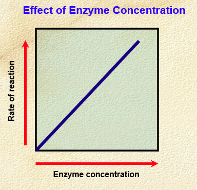 <p>. rate of reaction continues to increase with increasing enzyme concentration</p><p>. directly proportional relationship </p><p>—&gt; assumes non-limiting amounts of substrate + cofactors </p><p>. higher enzyme concentration = more enzymes there are to form enzyme-substrate complexes = increase in activity </p>