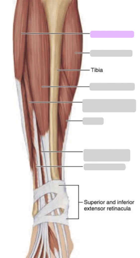 <p>Anterior leg (superficial)</p>